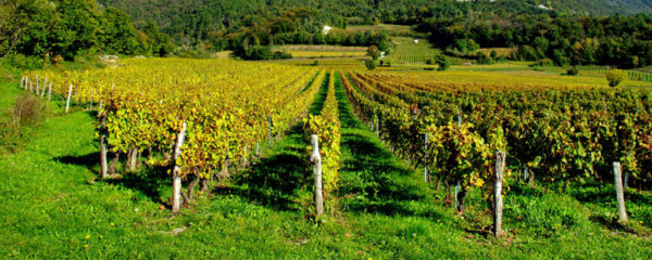 vignoble de Savoie Bugey